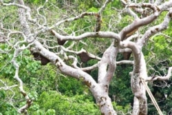 Sarang lebah dorsata di pohon boan yang tinggi di Sumbawa (foto: courtesy).