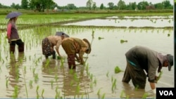 thai-pesticide