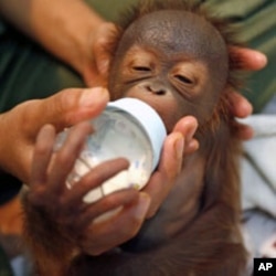 A keeper feeds Elmo, a four-day-old male baby orangutan from Borneo, in an animal hospital at Taman Safari in Bogor, West Java.