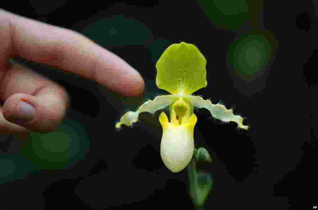 عکسی نزدیک از یک نمونه از ارکیده‌های کمیاب در بیست و پنجمین فستیوال سالانه ارکیده در لندن، بریتانیا.