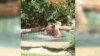 ‘Summer Hero' Bear Seen Swimming and Drinking Alcohol in Backyard 