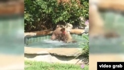 This image made from video released by Mark Hough shows a bear in a hot tub in Hough’s backyard in Altadena, California.