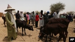 Nomads look on as hungry cattle are fed in a local market in Dakoro, Niger (File Photo).