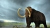 Genetic ‘Mutational Meltdown’ Doomed Woolly Mammoths