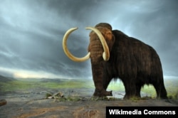 The woolly mammoth - in a display at the Royal BC Museum in Victoria, Canada - went extinct during the last ice age, which ended 4,000 years ago. (Wikipedia commons)