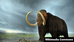 FILE - The woolly mammoth - in a display at the Royal BC Museum in Victoria, Canada - went extinct during the last ice age, which ended 4,000 years ago. (Wikipedia commons)