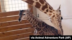 April, a giraffe at Animal Adventure Park in New York, is shown with her new baby.
