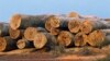 Peru Logging Opponents Slain