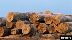 FILE - Logs are seen near an informal gold mine along the section of the Interoceanic Highway linking Peru and Brazil in the Amazon jungle department of Madre de Dios.