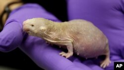 Naked mole rat (file photo)