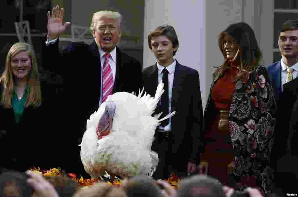 Presiden Donald Trump mengampuni seekor kalkun pada upacara nasional Pengampunan Kalkun ke-70 menjelang hari raya Bersyukur (Thanksgiving), didampingi putranya Barron dan ibu negara Melania Trump di Gedung Putih, Washington DC.