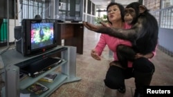 FILE - Zoo staff Sholpan Abdibekova and Tomiris, a five-year-old chimpanzee, react as they watch a BBC environmental program in a primate winter enclosure in Almaty, Kazakhstan, March 6, 2015. 