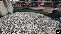 Cambodians look at a pile of fish in Kampong Ampil village on the outskirts of Phnom Penh, Cambodia, Wednesday, December 23, 2020. (AP Photo/Heng Sinith) 