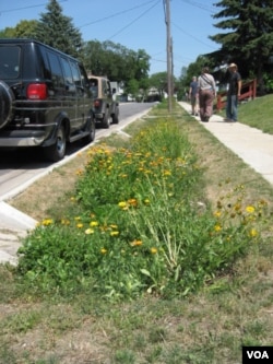 The Maywood Avenue bioswales project in Toledo, Ohio, is designed to protect nearby houses from flooding. (E. Celeste/VOA)