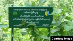 ဆီးယင္းသစ္ေတာႀကိဳး၀ိုင္း ပုဂၢလိက ကၽြန္းစိုက္ခင္းတစ္ခု /၂၇-၈-၂၀၁၅ (ဓါတ္ပံု-Maung Maung Lwin)