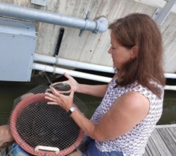 Emily Franc, vice president of development and philanthropy for the Potomac Riverkeeper Network, holds a mussel. The environmental group is planning to use millions of the shellfish to help clean the river water. (Deborah Block/VOA)