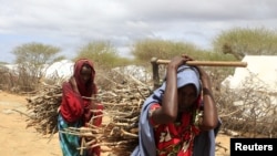 Newly arrived Somali refugee women carry firewood at the Ifo Extension refugee camp in Dadaab, near the Kenya-Somalia border, October 19, 2011. 