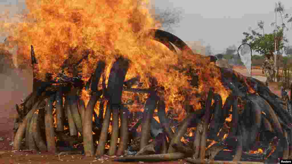 KENYA&nbsp; Tsavo National Park east of Nairobi burned five tons of ivory in 2011 that were seized from shipments discovered in Singapore and poached from herds in Malawi and Zambia.