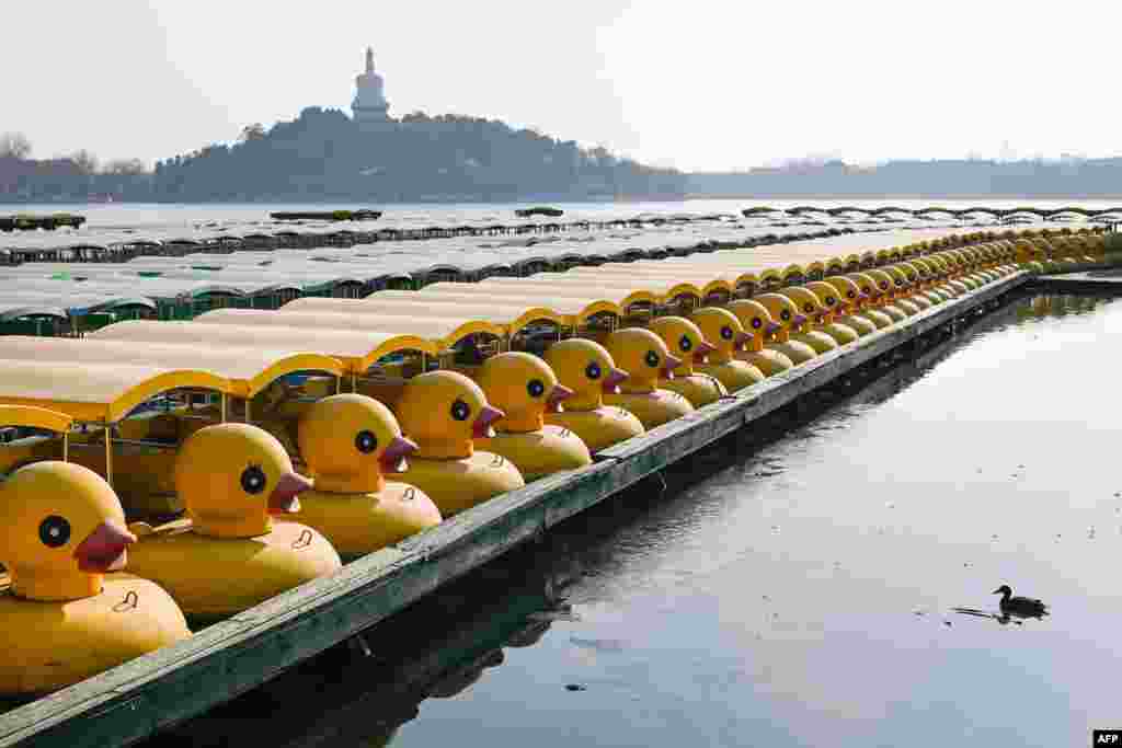 A duck and a row of moored duck-themed boats are seen in a lake in Beijing, China.