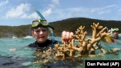 Australian senator Pauline Hanson listens to marine scientist Alison Jones, left, as she shows a piece of coral on the Great Barrier Reef off Great Keppel Island, Queensland, Australia.
