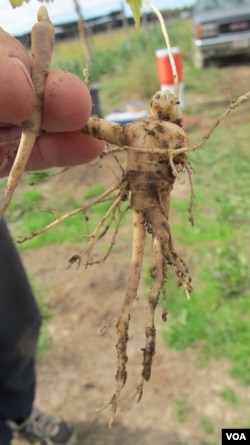 Dirt clings to freshly harvested ginseng. The plant’s name derives from the Chinese word ‘renshen,’ which means 'man root.' (C. Guensburg/VOA)