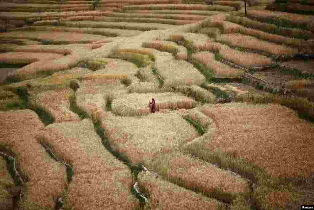 A farmer harvests wheat in the fields in Bhaktapur, near the capital Kathmandu, Nepal. 