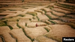 FILE - A farmer harvests wheat at the fields in Bhaktapur, near the capital Kathmandu, Nepal. Certain foods will soon be labeled mountain products under a scheme to help boost incomes of farmers in remote regions.