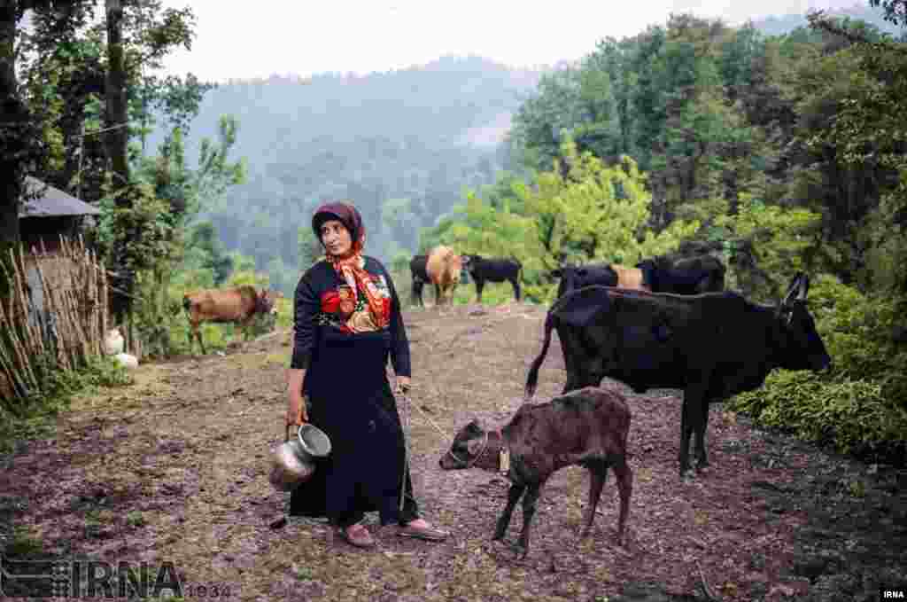 زن روستایی در منطقه بکر روستای &laquo;سراش&raquo; در ۱۷ کیلومتری لاهیجان، روی کوه. عکس: امین رحمانی