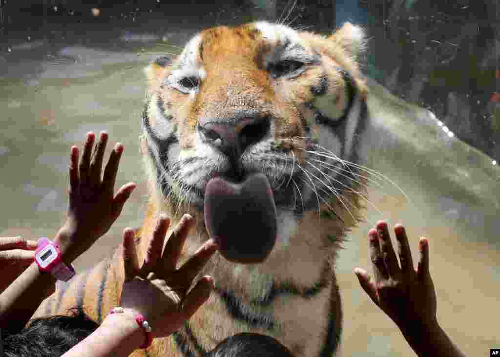 Orphans interact with a Bengal tiger during a Christmas visit to the Malabon Zoo in Malabon city, north of Manila, Philippines.