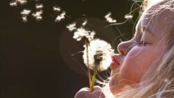 Quiz - Dandelions: One of the Planets Healthiest Foods