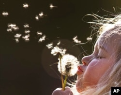 A young girl blows dandelion seeds in the air in a park on a sunny Thursday in 2018. (AP Photo/Michael Probst)