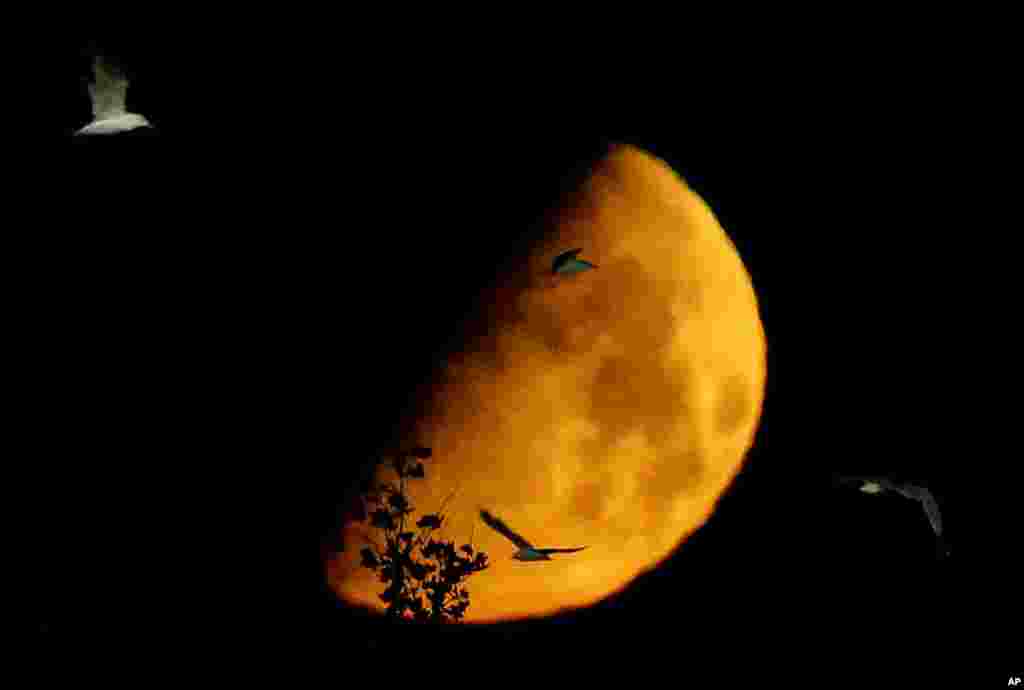 The Moon is seen in its waxing gibbous stage as birds fly over the parking lot at MetLife Stadium in East Rutherford, New Jersey, USA. 