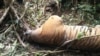 Harimau Sumatera berusia dua tahun yang ditemukan mati di kawasan hutan produksi terbatas Bukit Badas, Kabupaten Seluma, Bengkulu, Kamis 20 Februari 2020. (Courtesy: BKSDA Bengkulu)