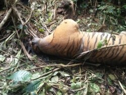 Harimau Sumatera berusia dua tahun yang ditemukan mati di kawasan hutan produksi terbatas Bukit Badas, Kabupaten Seluma, Bengkulu. Kamis 20 Februari 2020. (Courtesy: BKSDA Bengkulu)