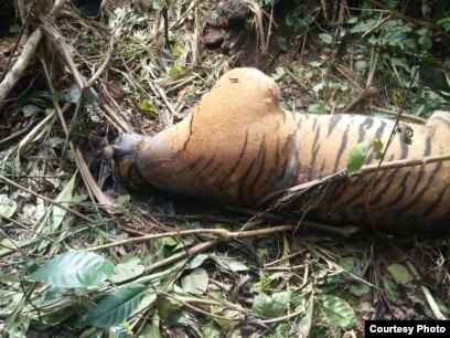 Harimau Sumatera berusia dua tahun yang ditemukan mati di kawasan hutan produksi terbatas Bukit Badas, Kabupaten Seluma, Bengkulu. Kamis 20 Februari 2020. (Courtesy: BKSDA Bengkulu)
