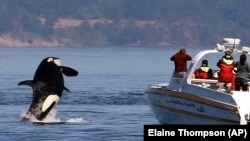 An orca leaps out of the water near a whale watching boat in the Salish Sea in the San Juan Islands, Wash.