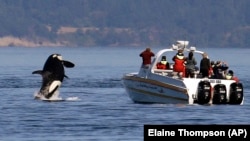 An orca leaps out of the water near a whale watching boat in the Salish Sea in the San Juan Islands, Wash.