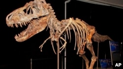 The fossil of a Tyrannosaurus bataar dinosaur will be returned to Mongolia after a Florida paleontologist smuggled it out of that country and sold it at auction for more than $1 million. 