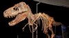US Returns Smuggled Dinosaur Fossil to Mongolia