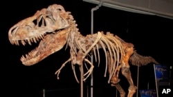 The fossil of a Tyrannosaurus bataar dinosaur will be returned to Mongolia after a Florida paleontologist smuggled it out of that country and sold it at auction for more than $1 million. 