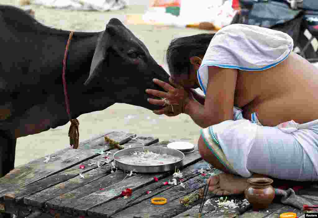 A Hindu devotee offers prayers to a cow after taking a holy dip in the waters of Sangam, a confluence of three rivers, the Ganga, the Yamuna and the mythical Saraswati, in Allahabad, India.