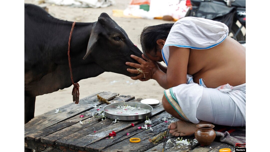 Seorang umat Hindu berdoa kepada seekor sapi setelah berenang suci di perairan Sangam, pertemuan tiga sungai, Gangga, Yamuna dan mitos Saraswati, di Allahabad, India. (Foto: Reuters)