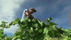 Leaving Day Jobs, Novices Dig into Farming