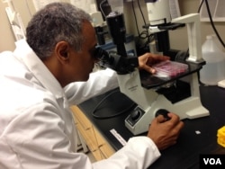Dr. Akhilesh Pandey examines fetal cells under an inverted microscope. (Credit: Julie Taboh)