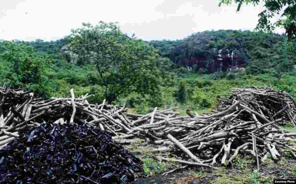 Lahan kering di Hutan Atlantik Utara gundul akibat produksi batu bara lokal dan lebih terancama daripada lahan basah di pesisir Hutan Atlantik. (Foto: Arsip IESB)