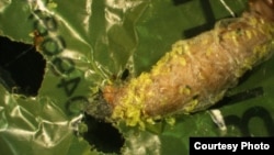 비닐 봉지를 먹고 있는 벌집나방의 애벌레.