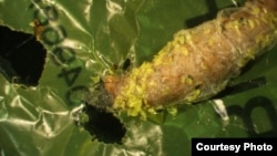 This image shows a wax worm chewing a hole through plastic. Polyethylene debris can be seen attached to the caterpillar. (Federica Bertocchini, Paolo Bombelli, and Chris Howe)