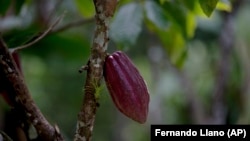 In this April 16, 2015 photo, a cacao pod hangs from a tree at the Agropampatar chocolate farm co-op in El Clavo, Venezuela.