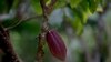 La vente de cacao du Ghana en baisse