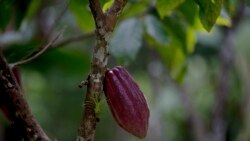 La vente de cacao du Ghana en baisse